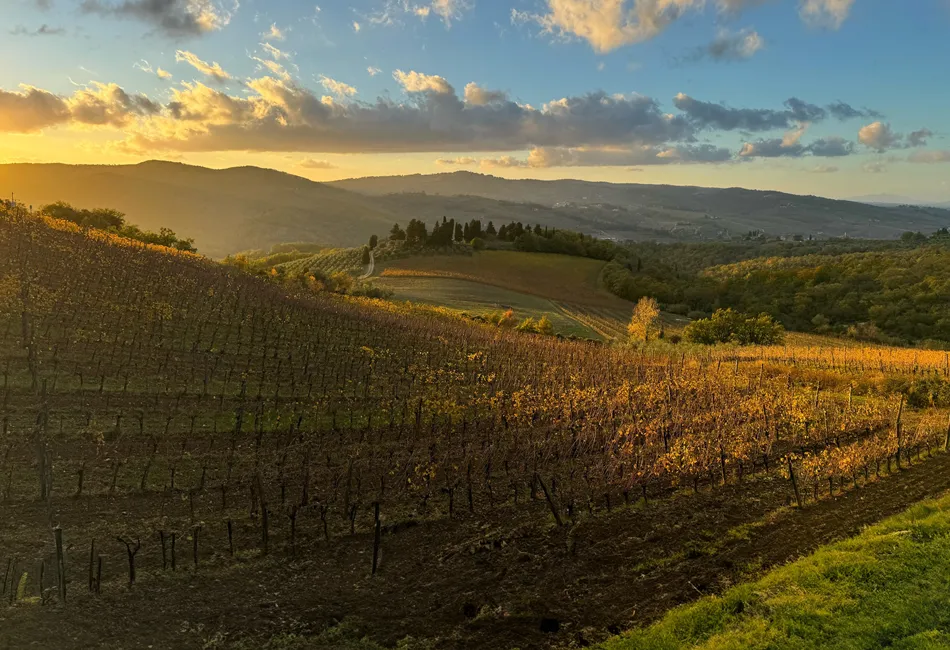 Querciabella sunset picture