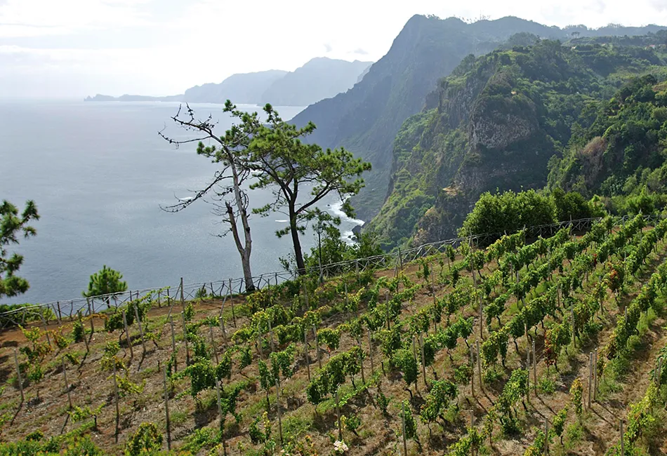 Blandys Madeira wine_Blandy's_Vinho Madeira_Vineyards_Vinhas Qta Furão dia